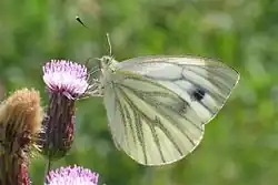 Pieris napi als Blütenbesucher