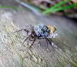Weibliche Wolfspinne während des Schlupfes der Jungtiere. Die Reste des Kokons sind noch angeheftet.