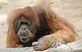 Orang-Utan