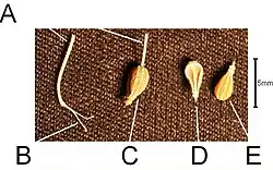 Zweiästiges Karpophor, der Fruchthalter der Doppelachänen, bei Pimpinella anisum