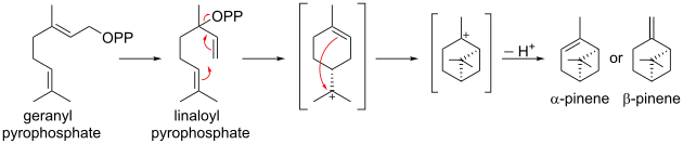 Biosynthese von Pinenen