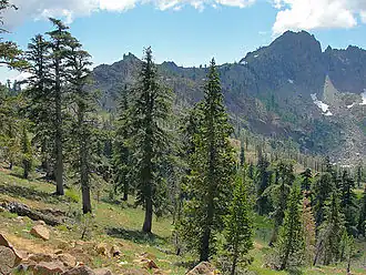 Nadelbaummischwald in den Trinity Alps