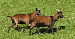 Pinzgauer Ziege, Nutztier des Jahres 2019