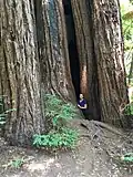 Pioneer Tree, einer der ältesten Küstenmammutbäume im Park