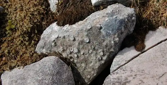 Pipe rock von Assynt