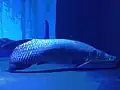 Arapaima gigas