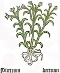 Piretrum. Herbarius Moguntinus 1484
