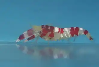 Knallkrebs Alpheus randalli aus der Ordnung Caridea