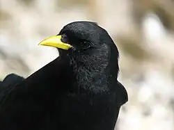 Porträt einer Alpendohle