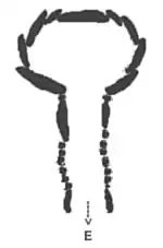 Grundriss „breitkammerige“ Anta