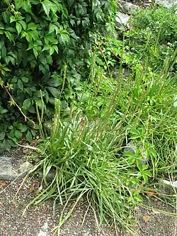 Strand-Wegerich (Gänsezungen) (junge Blätter; Gemüse oder Salat)