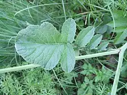 Acker-Rettich (Blätter)