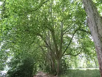 Baumreihe aus unbeschnittenen Platanen südlich von Worms