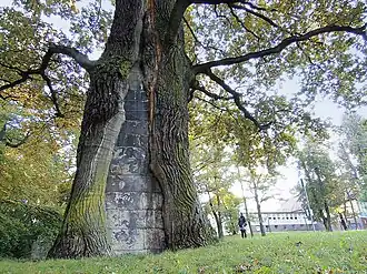 Naturdenkmal auf dem Platnersberg. Der hohle Stamm wurde ausgemauert.