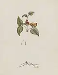 Platylobium formosum [1789?]
