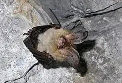 Braunes Langohr, Fledermaus des Jahres 2022,2023