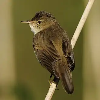 1989 Teichrohrsänger