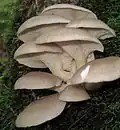 Austern-Seitling Pleurotus ostreatus
