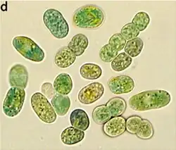 LM-Aufnahme von G. verrucosa PCC 7822. Balken: 5 mm