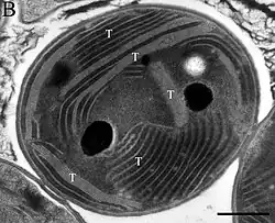 EM-Aufnahme von G. citriformis PCC 7424. T: Thylakoidmembran. Balken: 500 nm