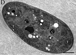 EM-Aufnahme von G. verrucosa PCC 7822. T: Thylakoidmembran, C: Carboxysom. Balken: 500 nm