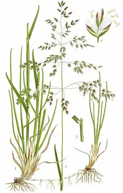 Wiesen-Rispengras. Poa pratensis. Tafel 452 aus Mentz & Ostenfeld 1917ff. Bd. 2.: Abb. 1. Unterer Teil des Grasbüschels mit einem Ausläufer, der ebenfalls in einem Grasbüschel endet. Abb. 2. Oberer Teil. Abb. 3. Oberer Teil einer Blattscheide mit Blatthäutchen (Ligula). Abb. 4. Ährchen (5/1)