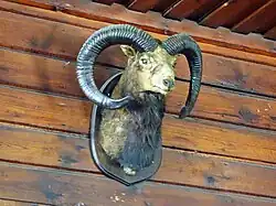 Namensgebender Mufflonkopf