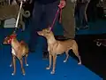 Podenco Andaluz