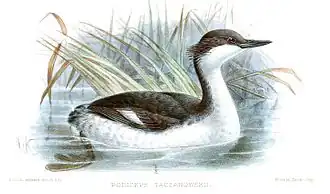 Punataucher (Podiceps taczanowskii)