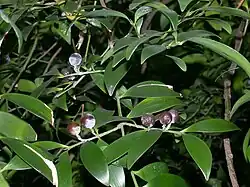 Fruchtstand von Nageia nagi (Syn.: Podocarpus nagi)