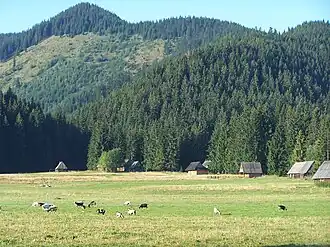 Blick von der Alm Biały Potok