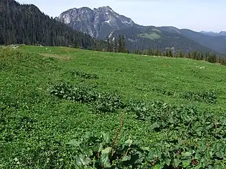Rechts im Bild, Blick von der Alm Polana Upłaz