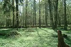 Waldgebiet Bialowieza
