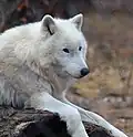 Polarwolf – Canis lupus arctos