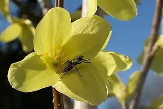 Fliege an Hängeforsythie „Immengarten“