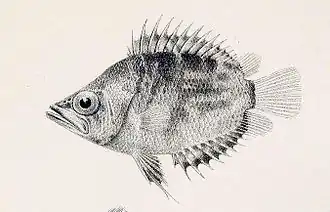 Afrikanischer Vielstachler