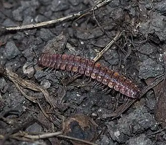 Die große Art Polydesmus complanatus ist das östliche Gegenstück zu Polydesmus angustus