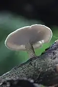 Maiporling Lentinus substrictus