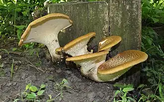 Schuppiger Stielporling (Polyporus squamosus)