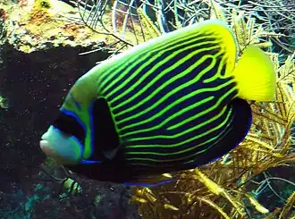 Imperator-Kaiserfisch