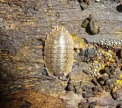 Porcellio montanus