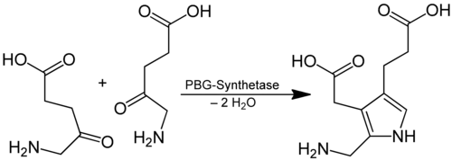 Reaktion von 5-Aminolävulinat zu Porphobilinogen
