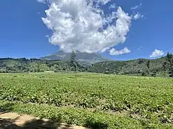 Blick über einen Kartoffelacker auf den Mount Meru