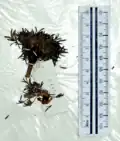 Potentilla multifida var. nubigena (Herbarbeleg)