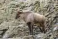 Himalaya-Tahr am Felshang