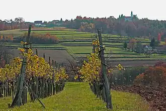 Das Weinbau-Hügeldorf Križevci