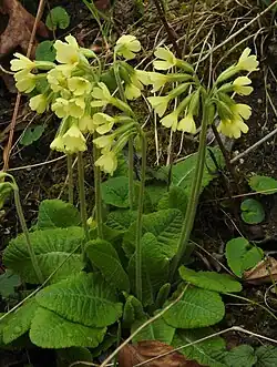 Hohe Schlüsselblume (Primula elatior)