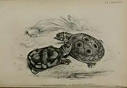 Die schwarz-weiße Zeichnung zeigt zwei junge Schildkröten nahe beieinander. Die rechte hat einen großen Kopf mit großen Augen und einer kleinen, relativ spitzen Schnauze. Ihr flacher Rückenpanzer zeigt vier schwarze Augenflecken mit dünnen weißen Rändern, umgeben von einer verschwommenen Marmorierung, die bis zum Rand des Panzers reicht.