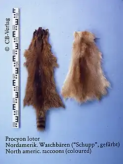 Zwei gefärbte Felle