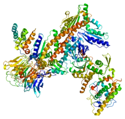 Aktin-ähnliches Protein 3 (ARP3)